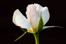 IMG_0213-1LR.jpg