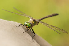 D7A_8250-1.JPG