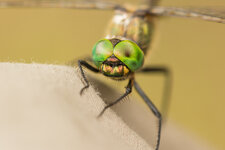 D7A_8302-1.JPG