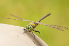 D7A_8316-1-2.JPG