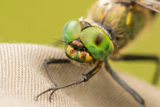 D7A_8336-1-2.JPG
