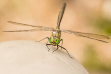 D7A_8359-1.JPG