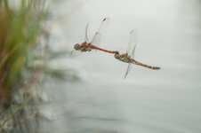 D3B_6788-1.JPG