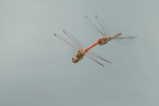 D3B_6804-1.JPG