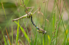 D3B_6672-1.JPG