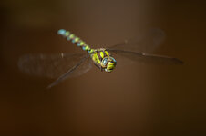 D3B_6358-1.JPG