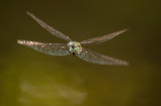 D3B_6436-1.JPG