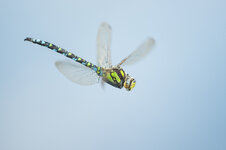 D3B_6506-1.JPG