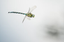 D3B_6512-1.JPG