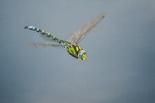 D3B_6521-1.JPG