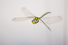 D3B_6569-1.JPG