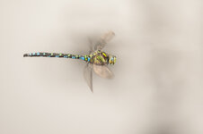 D3B_6632-1.JPG
