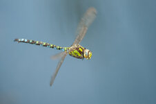D3B_6638-1.JPG