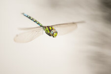 D3B_6640-1.JPG