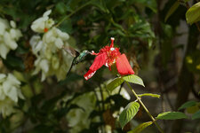 5858-cuba-soroa-zunzun.jpg