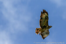 4S2A9909-1.jpg 4S2A9909-1.jpg