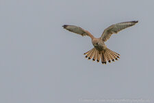 4S2A0116-1.jpg 4S2A0116-1.jpg