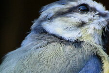 2015_09_Blaumeise_DSC_0314_crop.jpg
