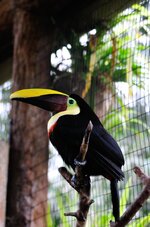tucan.jpg