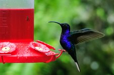 hummingbird_1.jpg