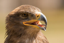 der-steinadler-62f7393e-9cc3-4391-a8e6-94ad27e8ce87.jpg