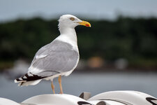 DSCF2756_dslr.jpg