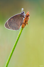 _MG_1846_Brauner-Waldvogel.jpg