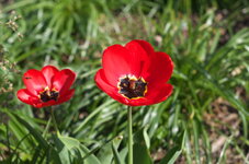 Tulip2.jpg