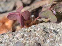DSC_3657_crop.jpg