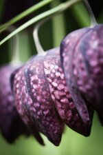 forumKiebitzei (Fritilaria meleagris) LR.jpg