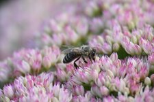 comp_DSC_0348-2.jpg