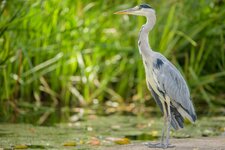 DSC_9427.jpg