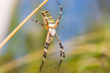 Wespenspinne--20150825-3976.jpg