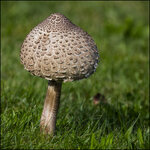 pilz-5DS-1635.jpg