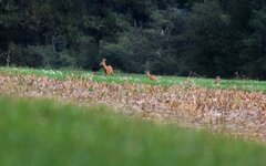 000Rehe2.jpg