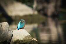comp_IMG_3181.jpg