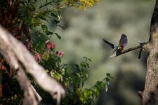 comp_IMG_3210.jpg