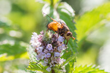Pentax_100mm_Macro_WR.jpg
