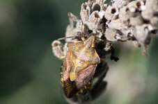 Pentax_100mm_Macro_WR-3.jpg