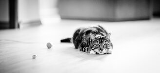 comp_IMG_1728.jpg