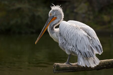 150912_Zoo_Münster-5.JPG