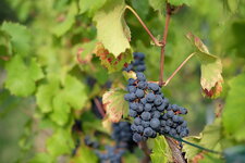 Weinberg 20150911_2.jpg