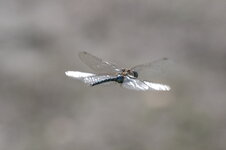 IMGP3243.1.jpg