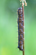 Wolfsmilch-Ringelspinner (Malacosoma castrensis)_Q22A2452-BF.jpg