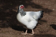 Huhn 05.jpg