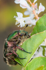 Pentax_100mm_Macro_WR.jpg