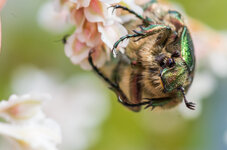 Pentax_100mm_Macro_WR-7.jpg