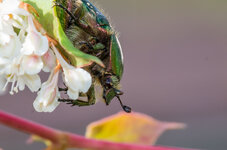 Pentax_100mm_Macro_WR-8.jpg