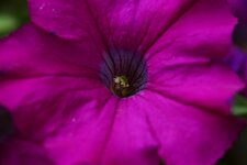 IMG_2435comp.jpg