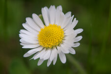Blume-Nikon.jpg